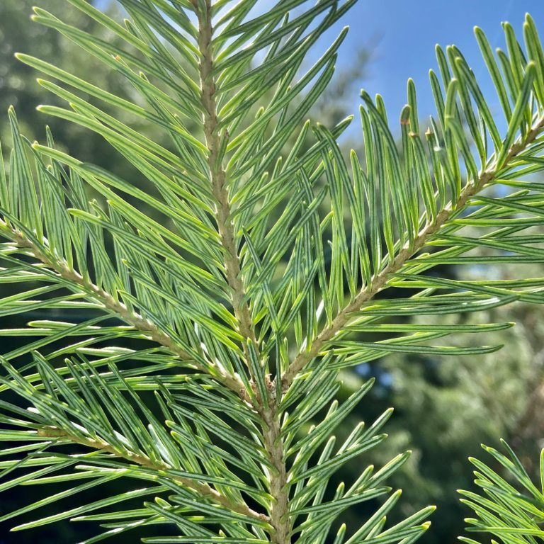 A slender spire of deep green needles, often tapering to a narrow point like a steeple in the alpine landscape.