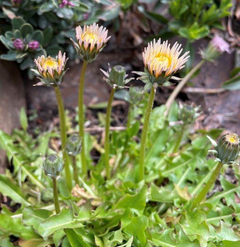 Cluster of pale pink dandelion-like flowers with long green stems and leaves in a garden bed.