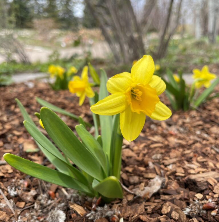Yellow daffodils blooming in early spring.