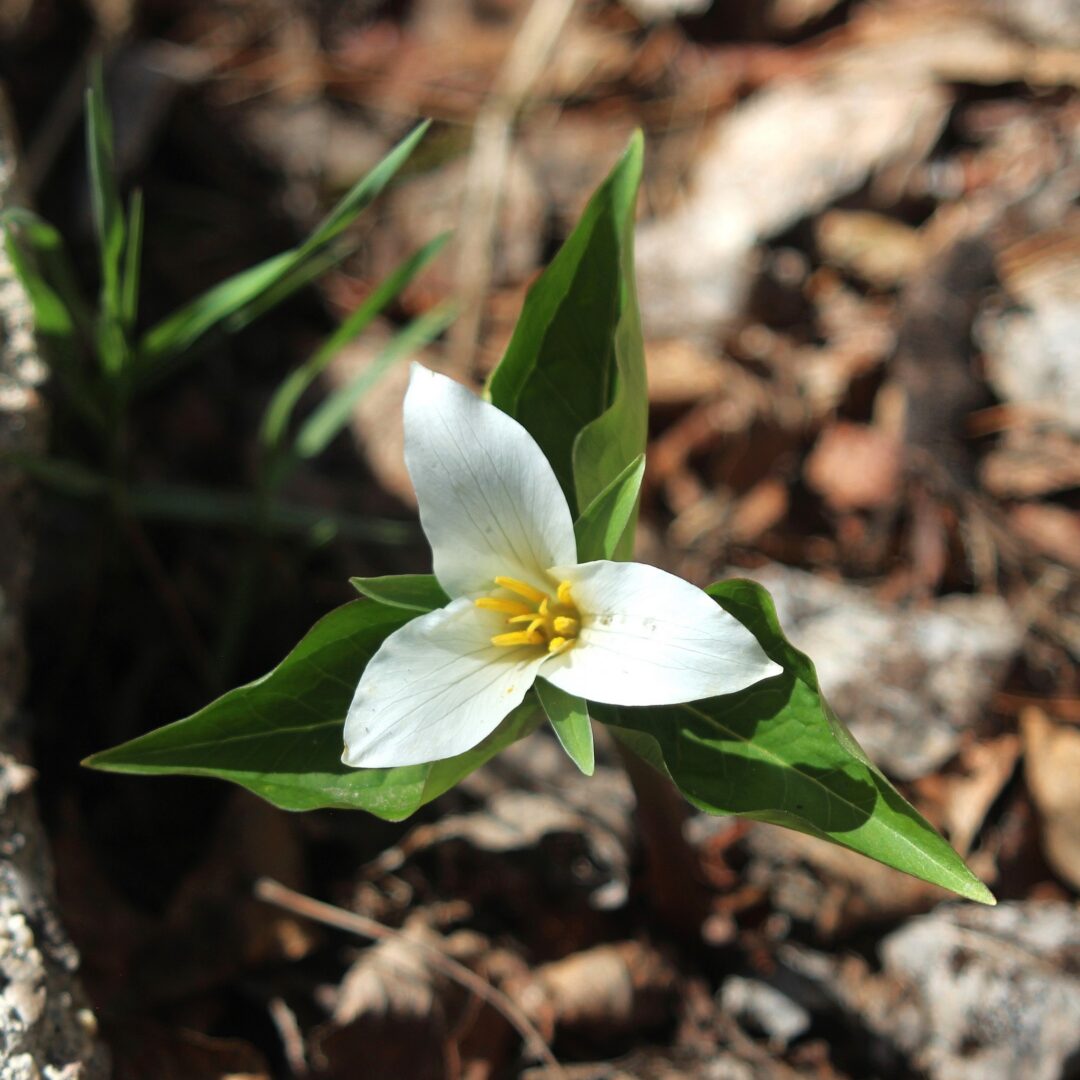 Trillium ovatum in bloom