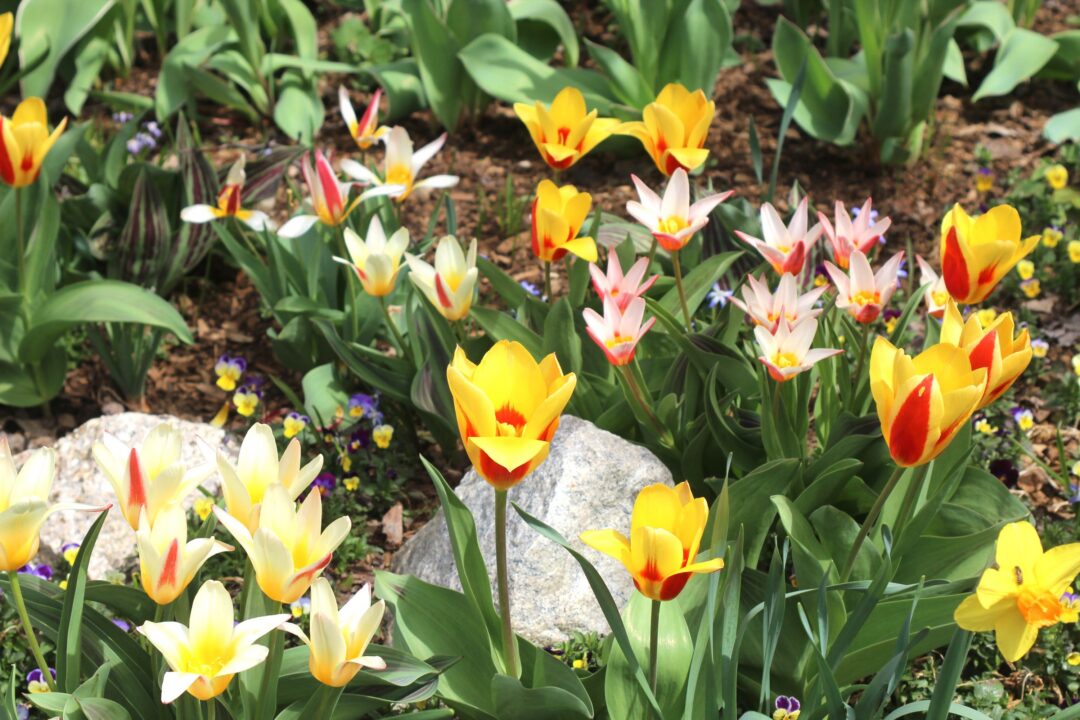 Tulips and a daffodil blooming in a garden