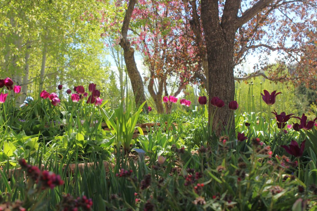 Tulips and crabapple trees in a garden