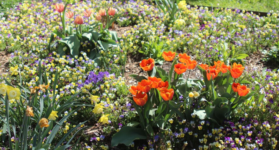 Tulips and pansies in the Bulb Garden