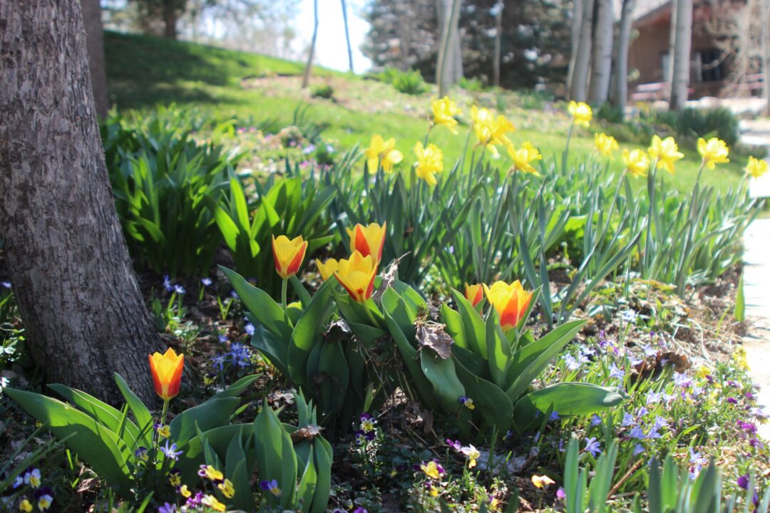 Tulips and daffodils in Bulb Garden