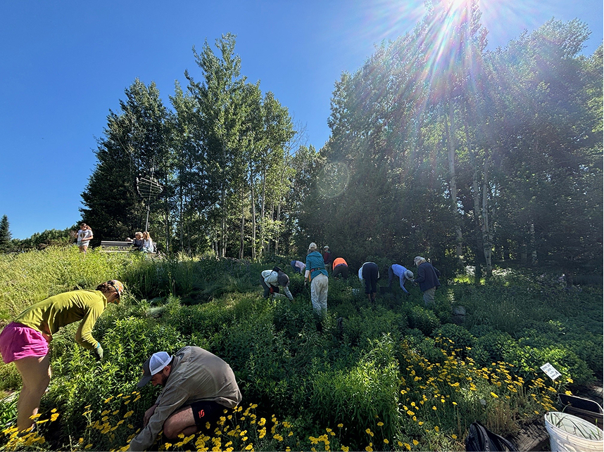 A group of volunteer gardeners all crouch around a field a flowers