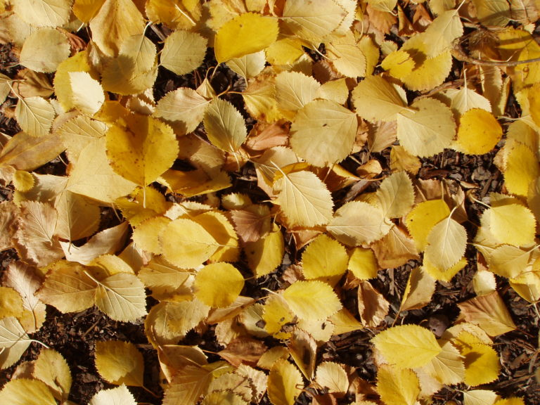 Clusters of multi-stemmed trunks with reddish-brown bark and small, rounded leaves that flicker in the light.