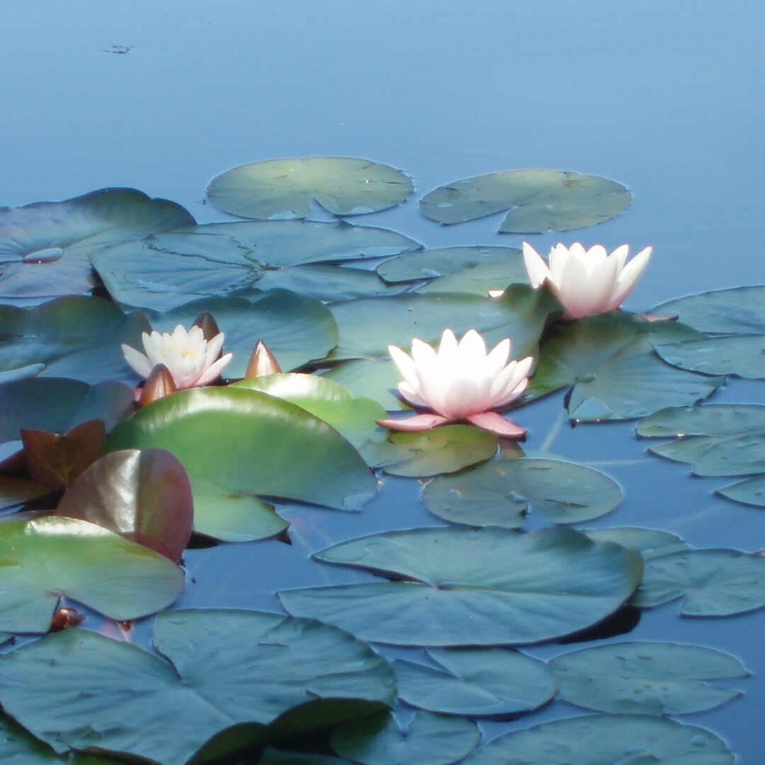Waterlilies on Peter's Pond