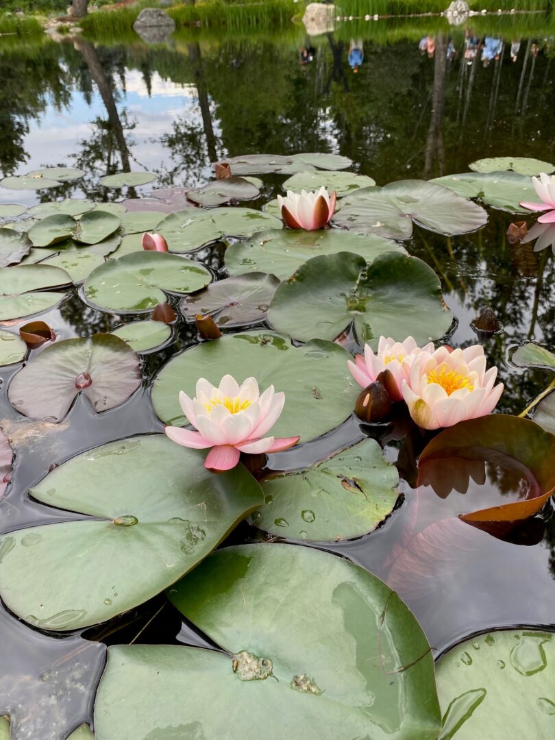 Waterlilies floating on pond with reflection of visitors