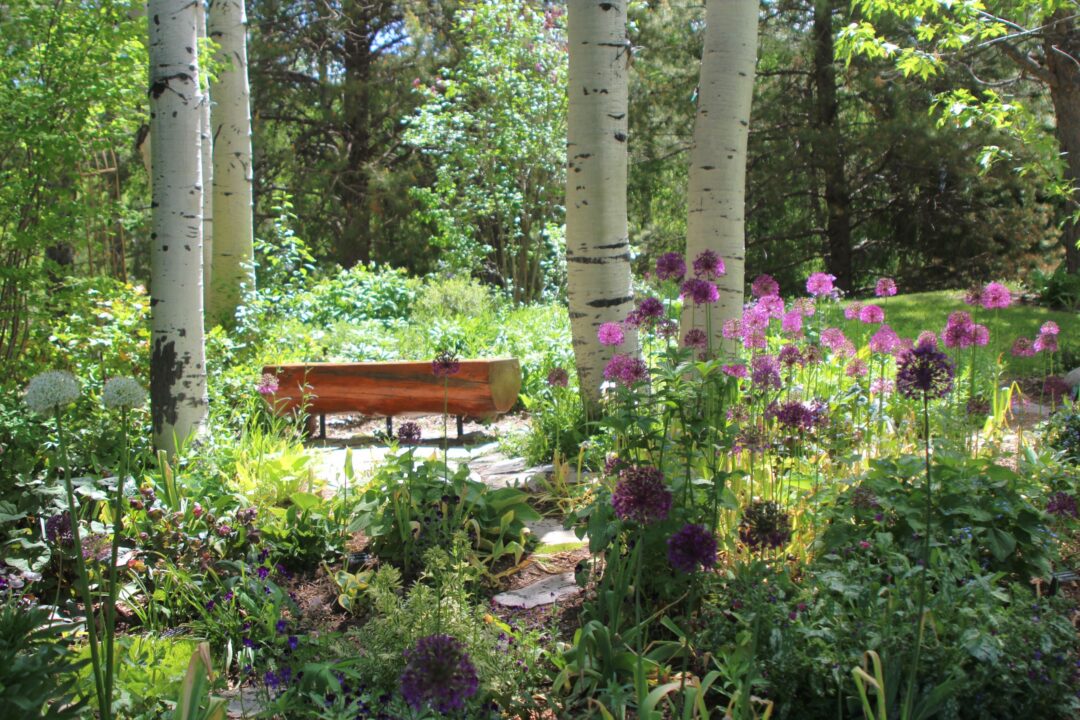 Alliums in Windigo Garden next to a wooden bench
