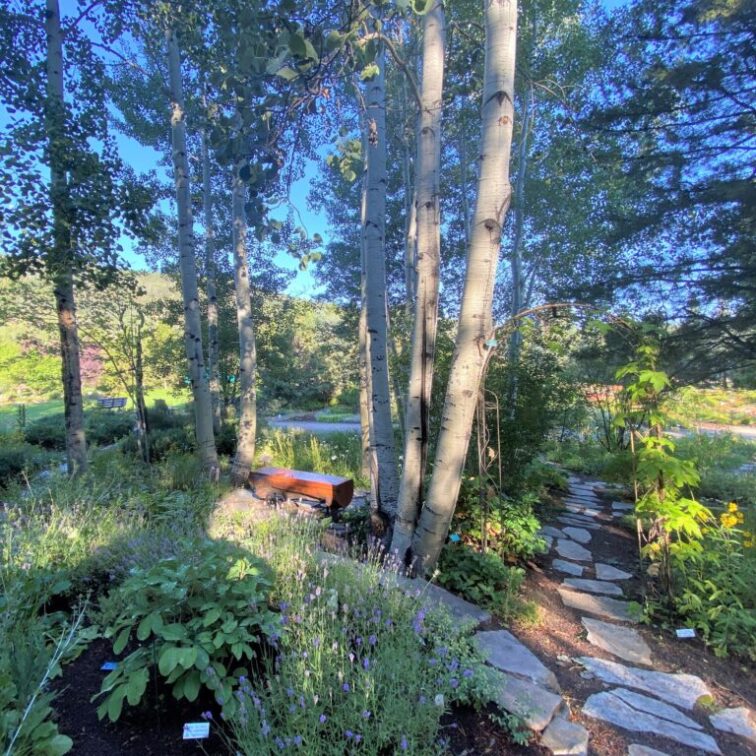 A path of stepping stones surrounded by a small aspen grove and lush green bushes