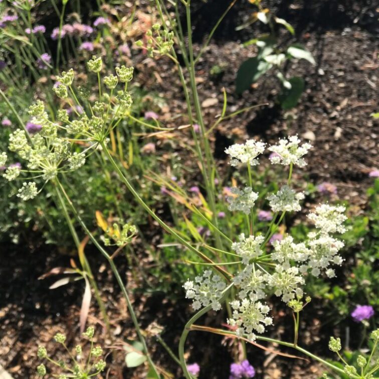 Multiple tiny white flower clusters sprout from a single stem
