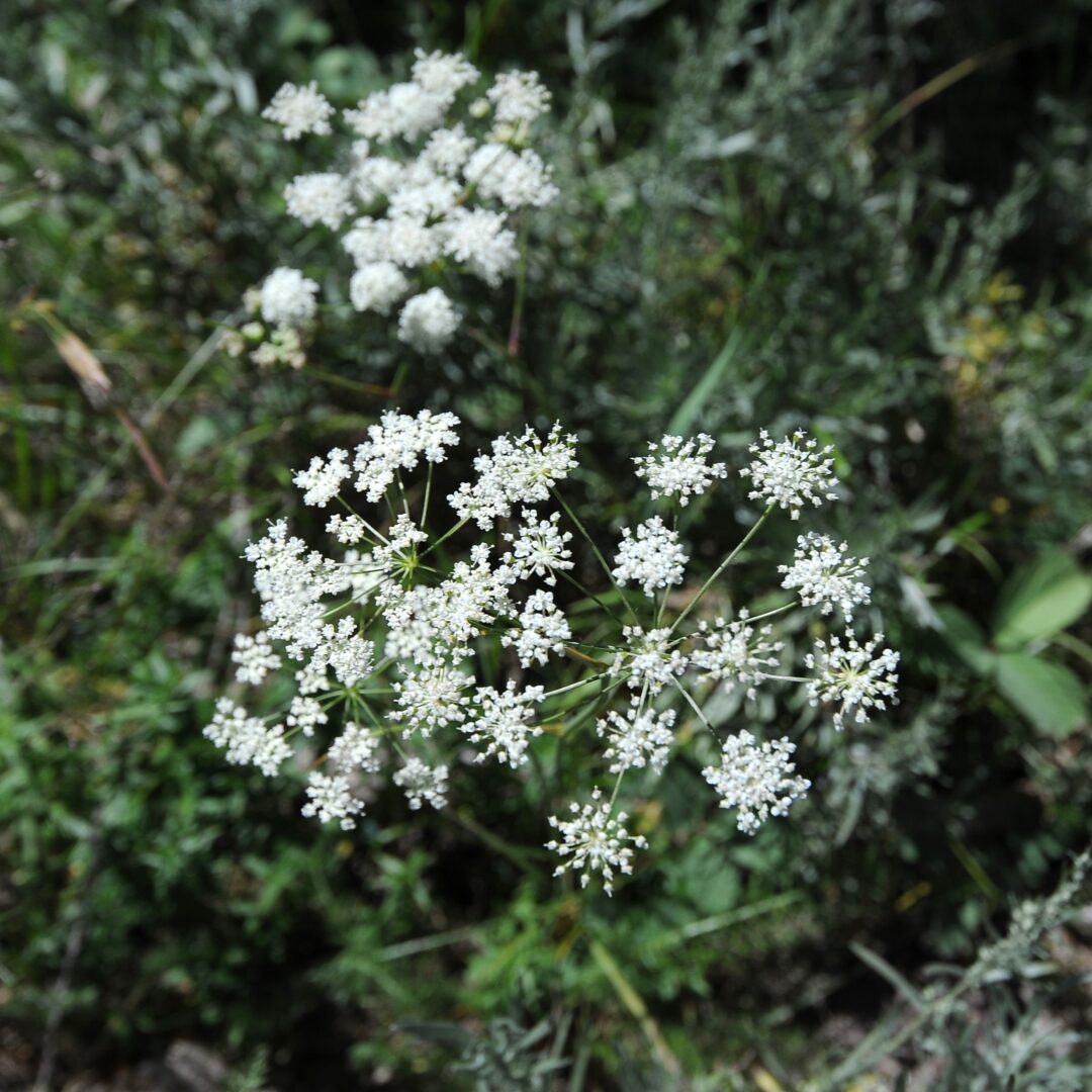 Yampah plant at Hahns Peak Lake