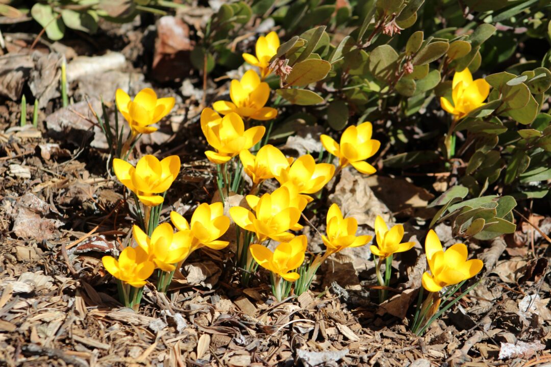Yellow crocuses