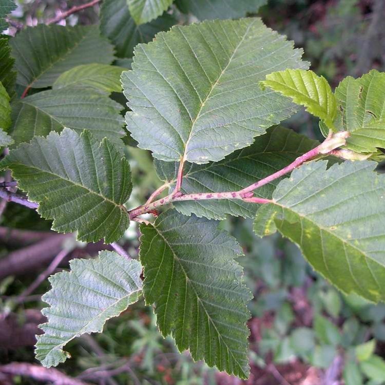 A shrubby tree with smooth gray bark, finely serrated leaves, and woody cone-like catkins.