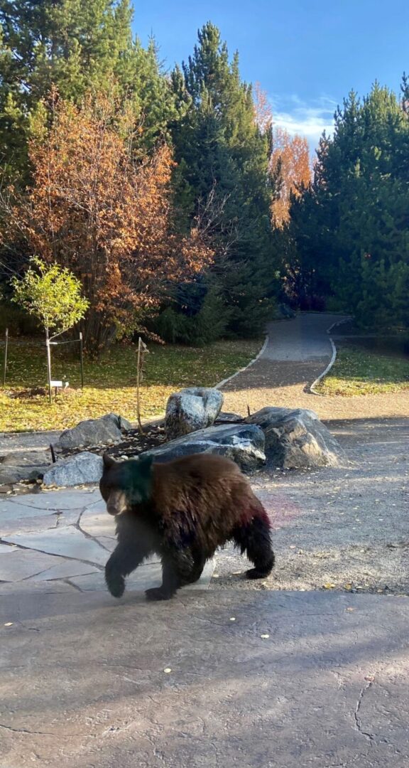 A black bear walking along a paved path near large rocks and colorful autumn foliage in a forested area.