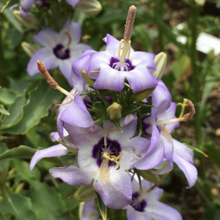 Pale purple flowers that have reflexed petals and make the flowers look inside out.