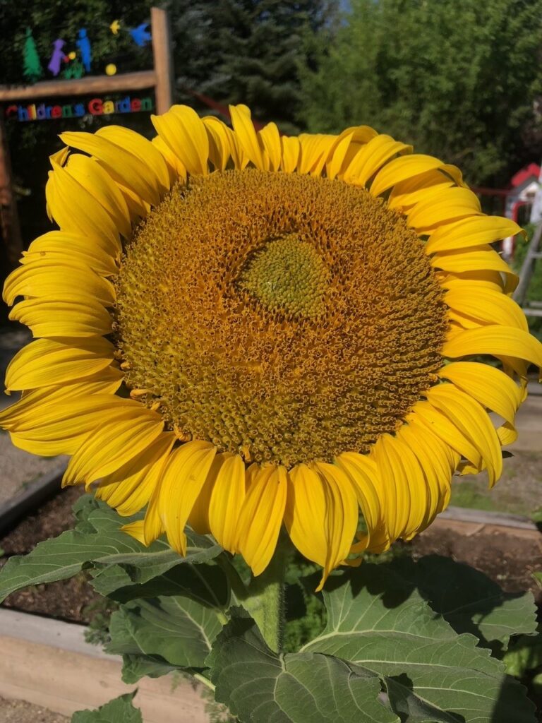 Large sunflower in full bloom with golden yellow petals and a dense brown center, near a sign reading “Children’s Garden.”