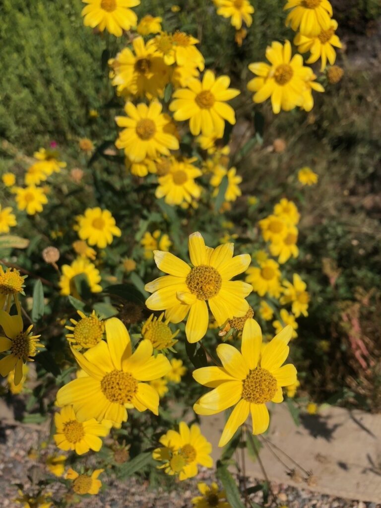 Cheerful yellow daisies growing in dense clusters along a garden path in bright summer sun.