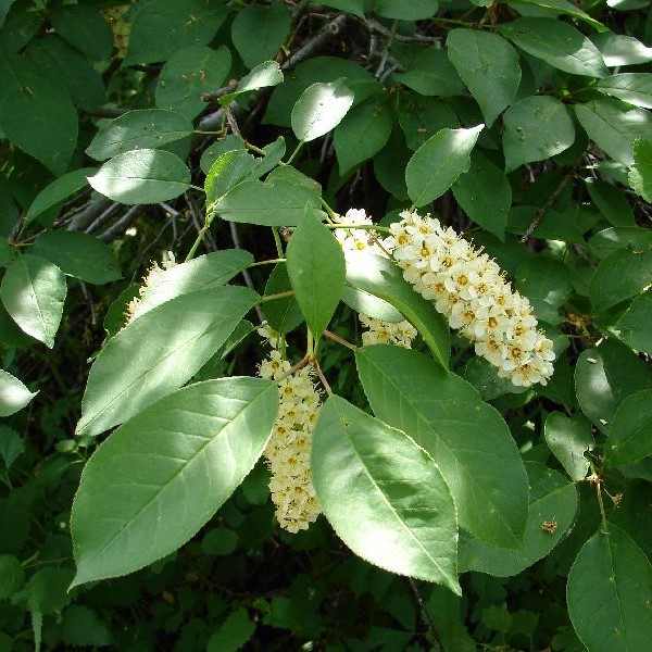 A small, hardy tree with clusters of fragrant white spring blossoms and deep green foliage turning crimson in fall.