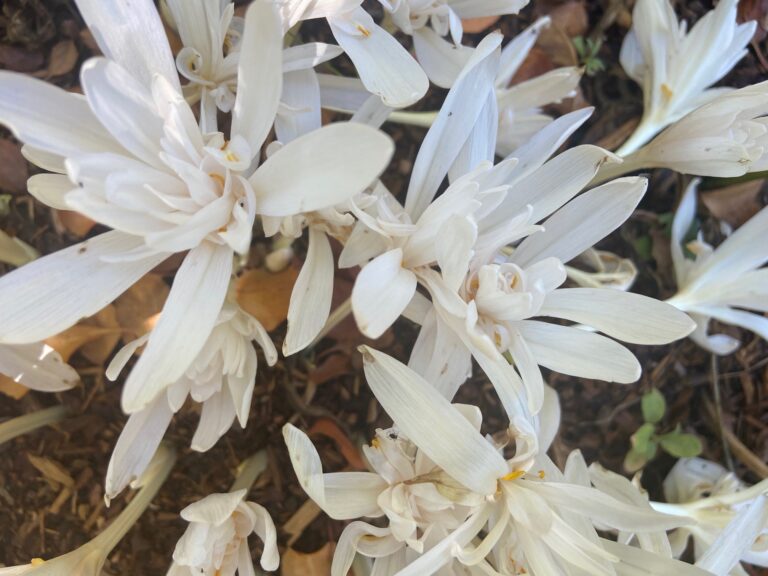 Cluster of creamy white colchicum flowers with layered petals blooming low to the ground in wood mulch.
