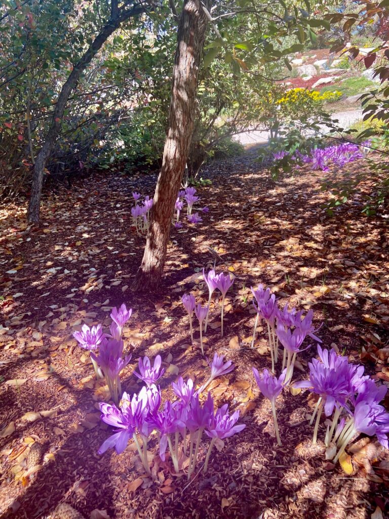 Patch of blooming purple colchicum flowers beneath a tree, surrounded by fallen leaves and dappled sunlight.