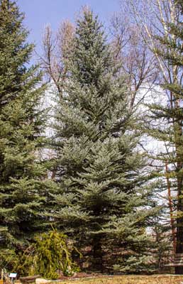 Known for its striking silvery-blue needles and pyramidal shape, this spruce stands out in any landscape.