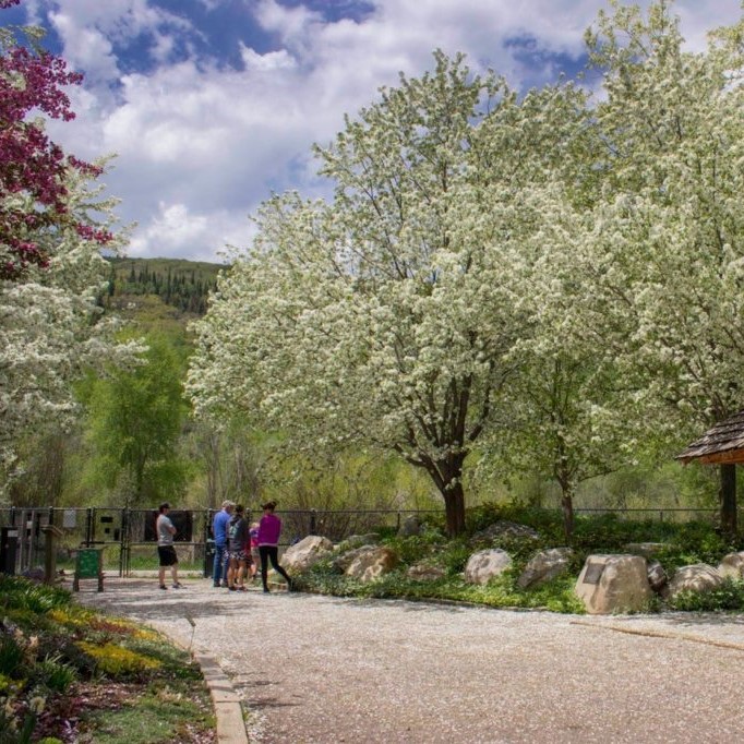 Bursting with colorful blooms in spring and decorative fruit in fall, its twisted branches add charm year-round.