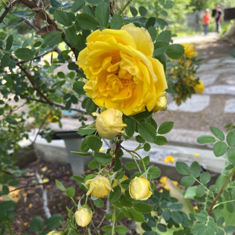 Massive yellow rose in full bloom surrounded by similar budding roses
