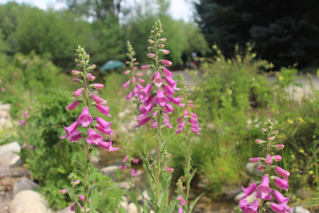 Pink foxglove growing beside a creek in a garden