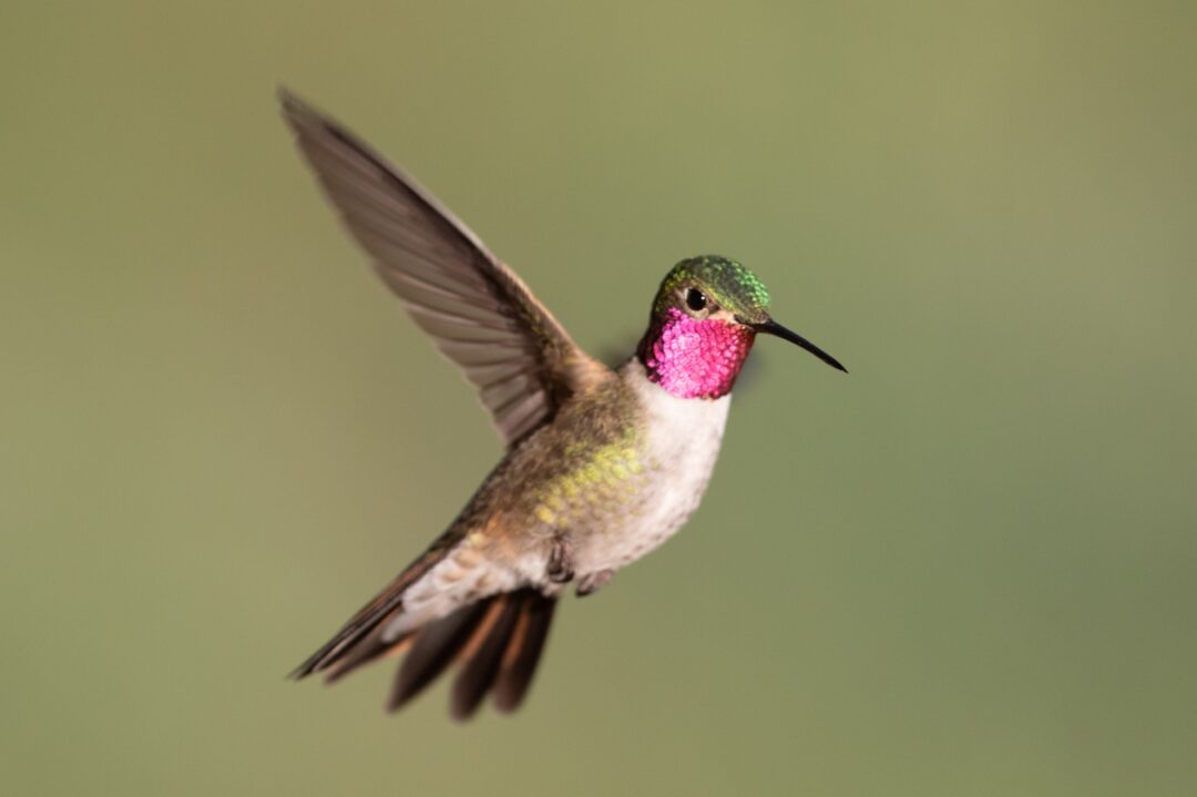 Hummingbird in mid flight