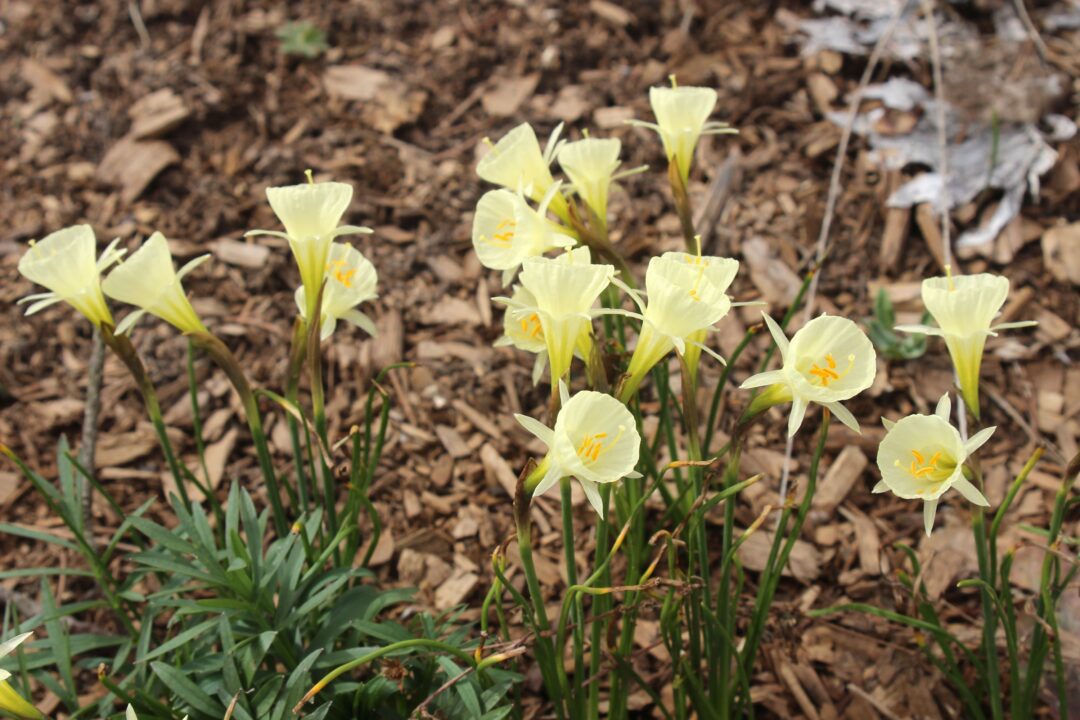 Petticoat daffodils