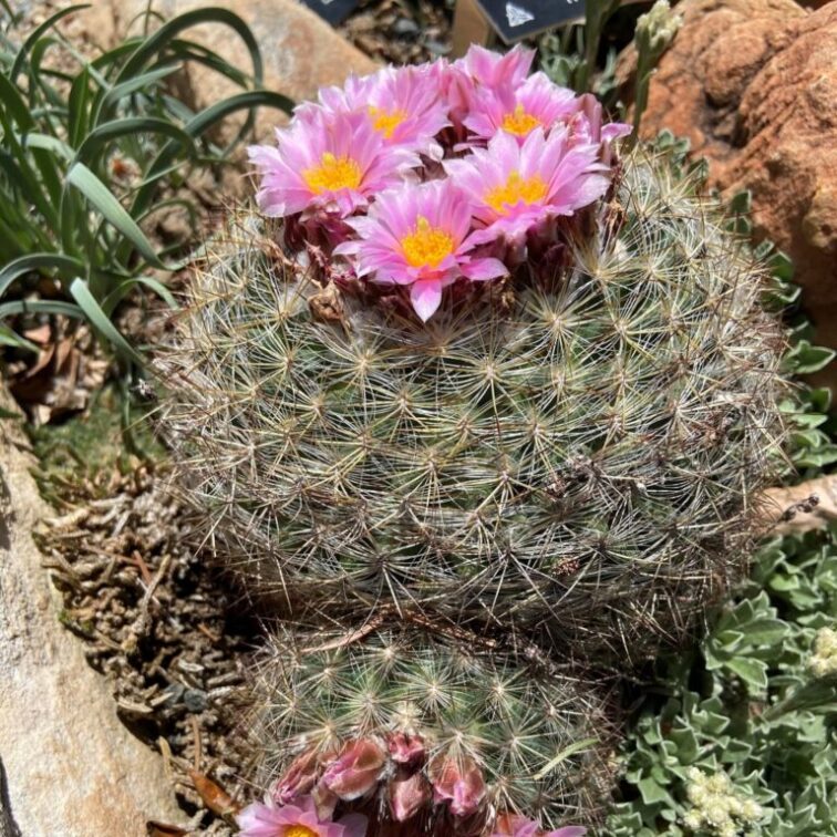 A short spherical cactus with pink and yellow flowers sprouting from the top