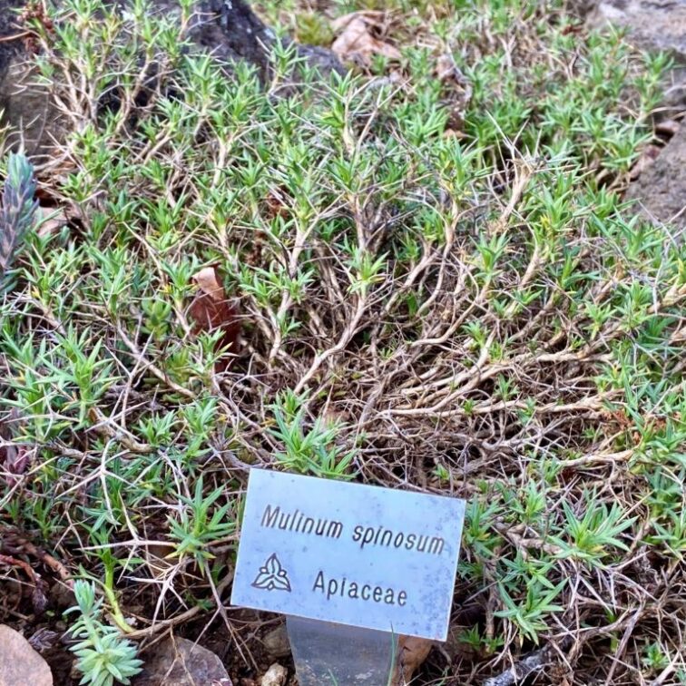 Thorny perennial shrub with small pointy green leaves