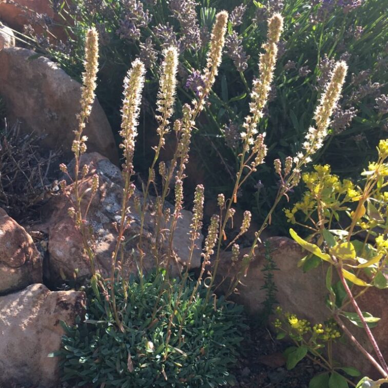 long thin tan clusters of spiky flowers grow vertically from a short green shrub