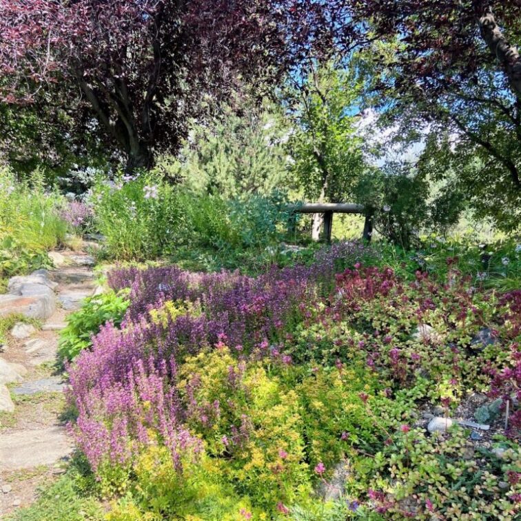 Purple flowers bloom in a garden space surrounded by trees. A large tree with purple leaves provides shade.