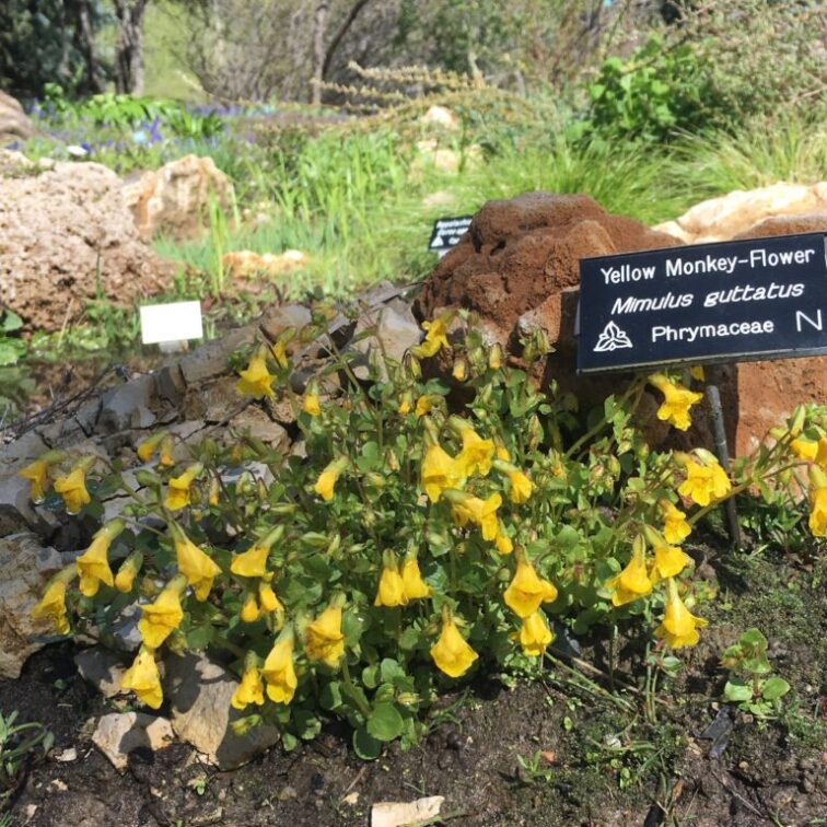 droopy cone shaped yellow flowers