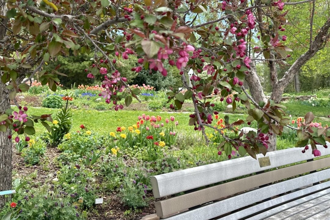 Spring blooms behind a bench and pink crab apple tree