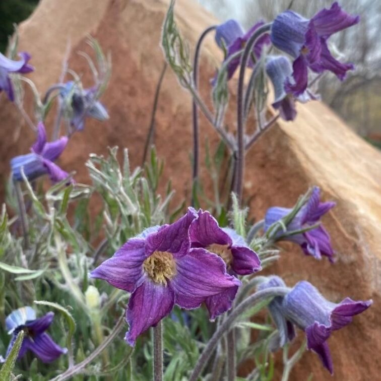 Wrinkly purple flowers with yellow interior