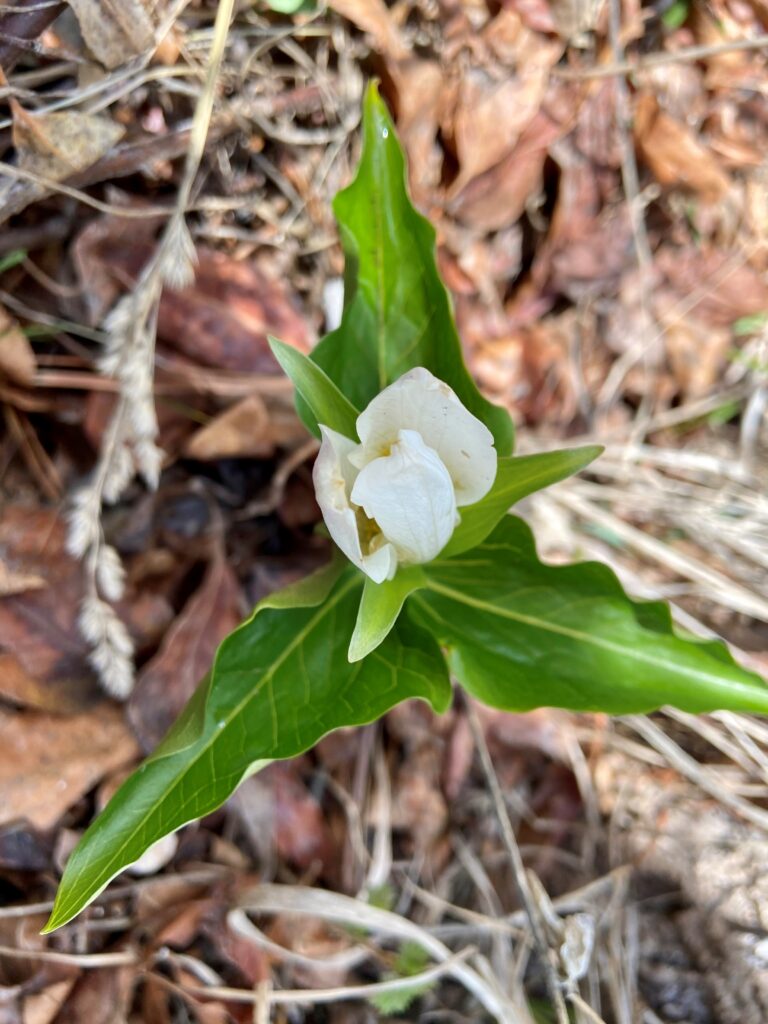 White trillium flower emerging among dry brown leaves