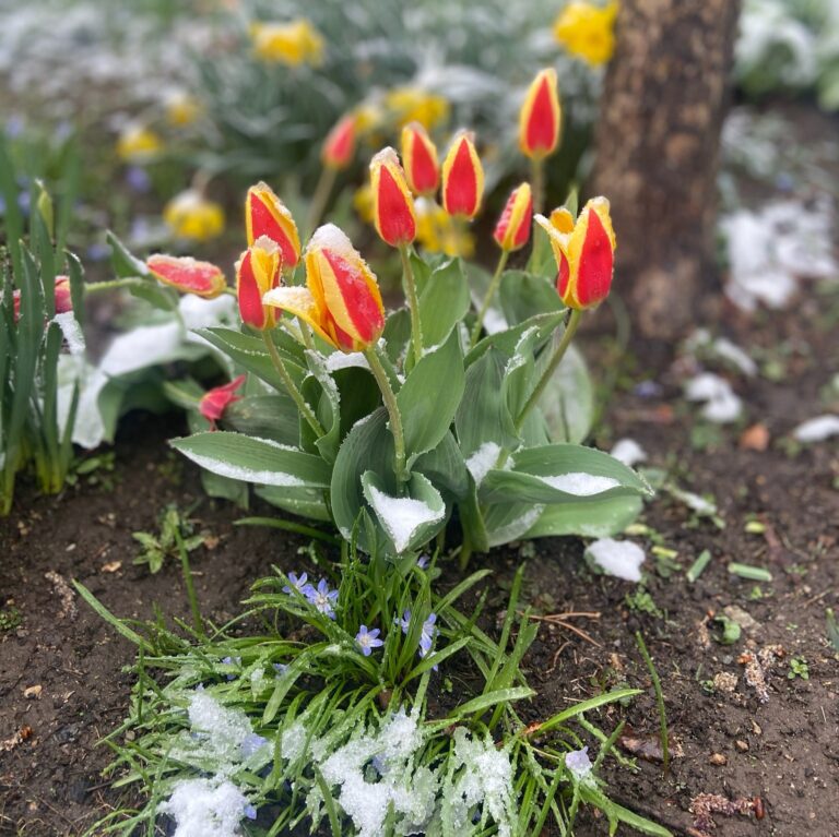 Bright red tulips in bloom in a spring garden bed.