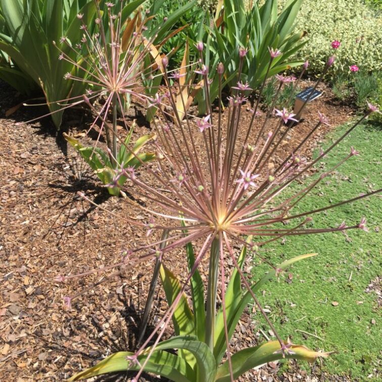 This unusual onion puts out a flower head that is somewhat like fireworks, round with many flower stalks and tiny pink star flowers.