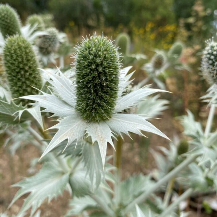 large, spiny, silver leaves which surround an egg-shaped flower head of tiny green flowers.