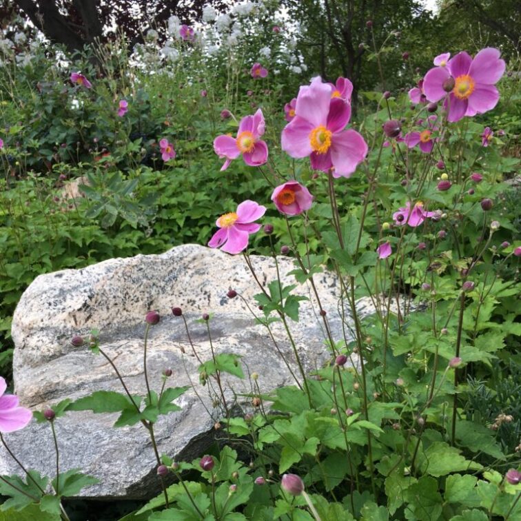 Asymmetric flowers of purple, pink and yellow at the top of long thin stems