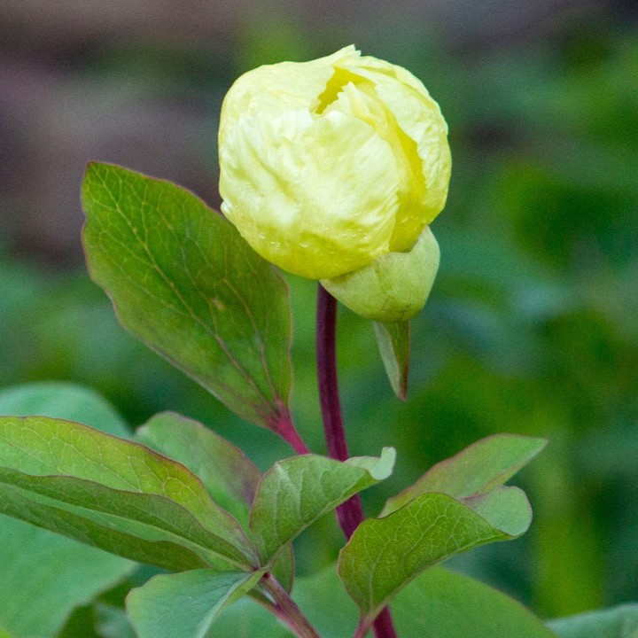 blue green leaves with purple veins and a single, yellow blossom.
